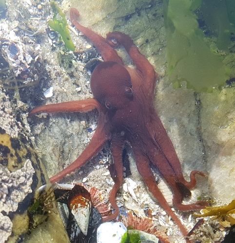 Aphrodoctopus schultzei