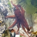 Brushtip Octopus - Photo (c) Richard Jessnitz, some rights reserved (CC BY-NC), uploaded by Richard Jessnitz