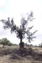 Casuarina pauper