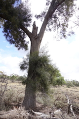 Casuarina pauper