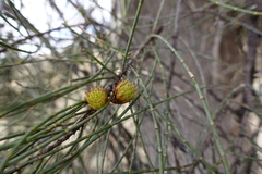 Casuarina pauper