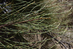 Casuarina pauper
