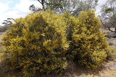 Acacia nyssophylla
