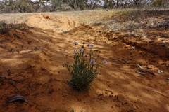 Brachyscome ciliaris ciliaris