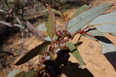 Eucalyptus cyanophylla