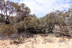 Eucalyptus cyanophylla
