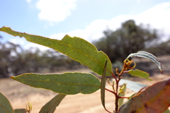 Eucalyptus cyanophylla