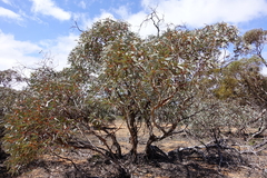 Eucalyptus cyanophylla