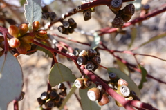 Eucalyptus cyanophylla