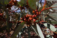 Eucalyptus cyanophylla