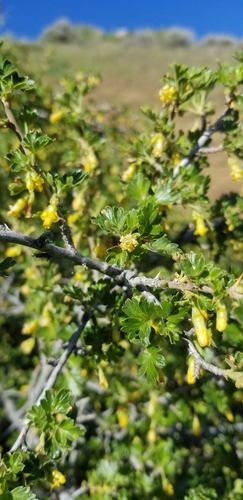 Image of Ribes quercetorum by (c) Katie Pearson, some rights reserved (CC BY)