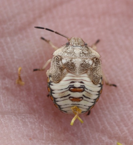 Red-shouldered Stink Bug photo 4