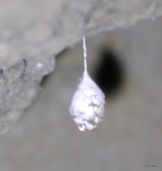 Spelungula cavernicola