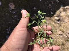 Cryptantha pterocarya