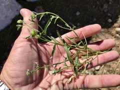 Cryptantha pterocarya