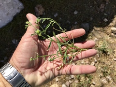 Cryptantha pterocarya