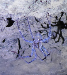 Spelungula cavernicola