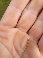Eleocharis gracilis
