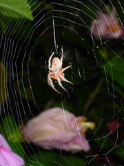 Araneidae