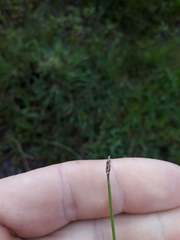 Eleocharis gracilis