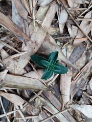 Gentiana bambuseti