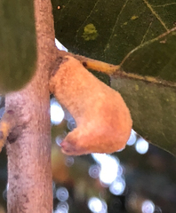 Heteroecus melanoderma