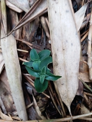 Gentiana bambuseti