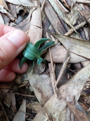 Gentiana bambuseti