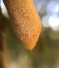 Heteroecus melanoderma