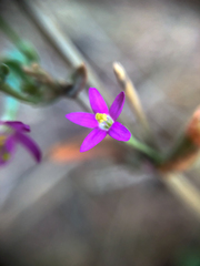 Zeltnera muehlenbergii