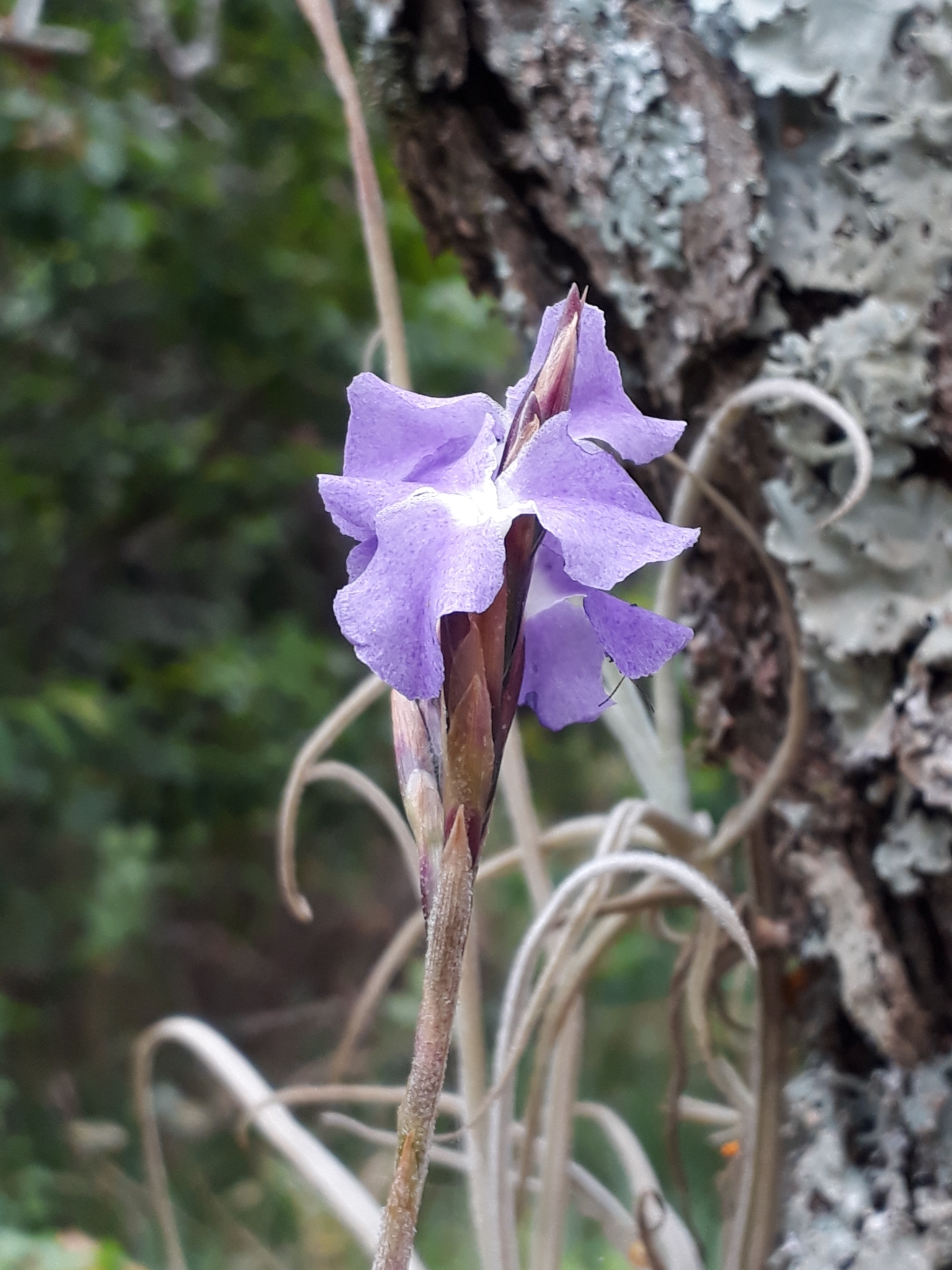 Tillandsia streptocarpa