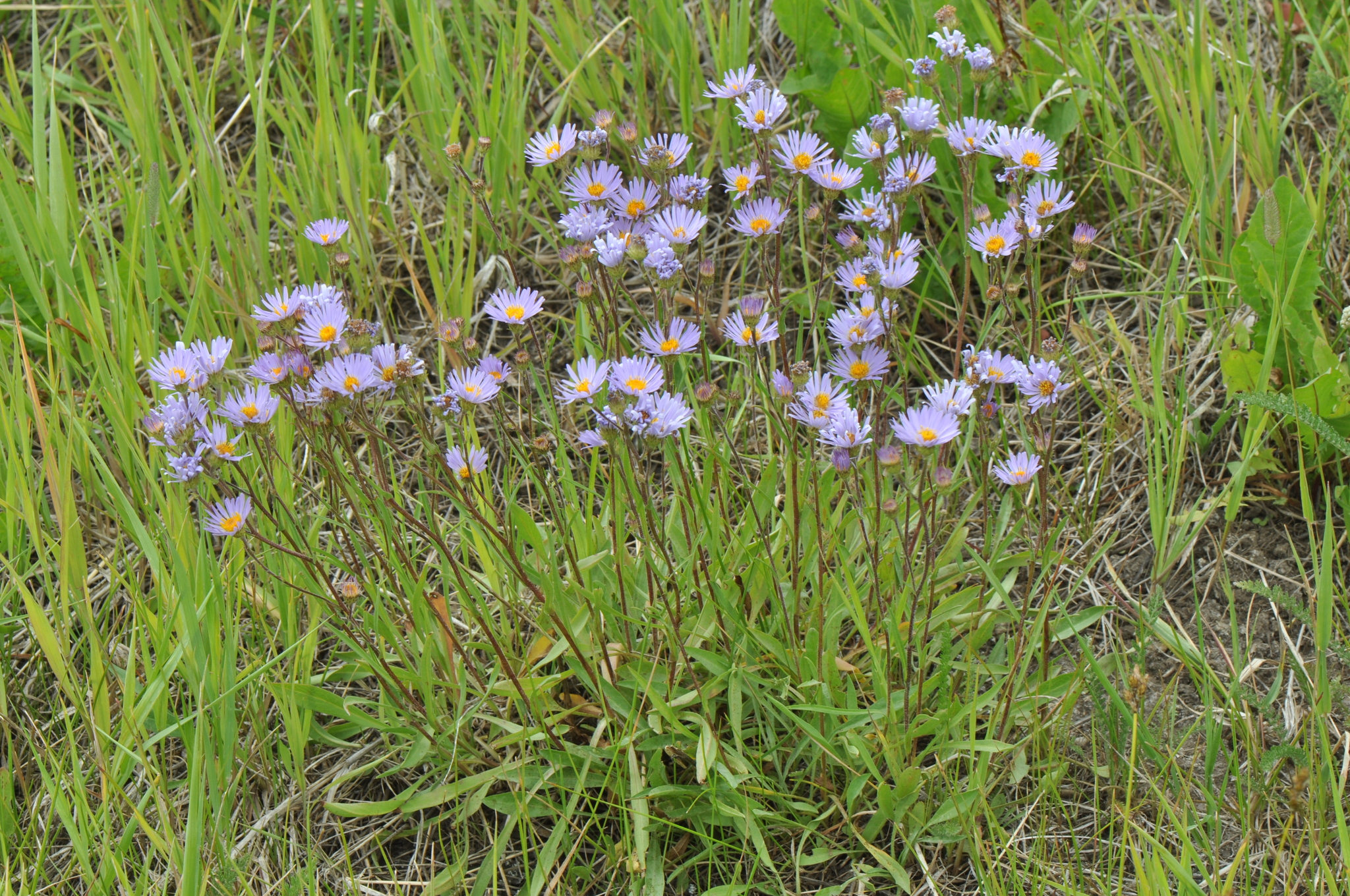 Symphyotrichum spathulatum
