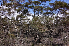 Eucalyptus oleosa oleosa