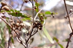 Eucalyptus oleosa oleosa