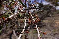 Eucalyptus oleosa oleosa