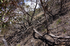 Eucalyptus oleosa oleosa