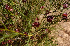 Dodonaea stenozyga