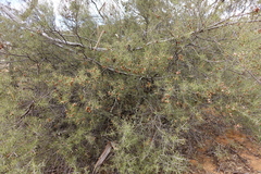 Acacia colletioides
