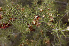 Acacia colletioides