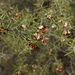 Acacia colletioides - Photo (c) Wayne Martin,  זכויות יוצרים חלקיות (CC BY-NC)