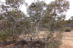 Eucalyptus cyanophylla