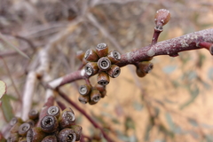 Eucalyptus cyanophylla