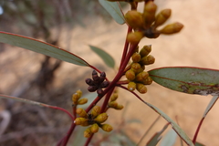 Eucalyptus cyanophylla