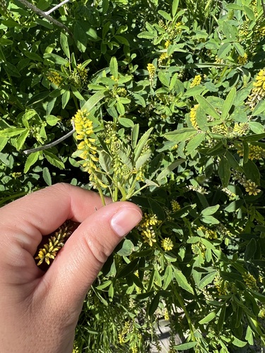 iNaturalist observation photo of small melilot