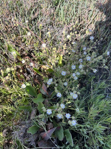 iNaturalist observation photo of Sticky Sand-Spurrey
