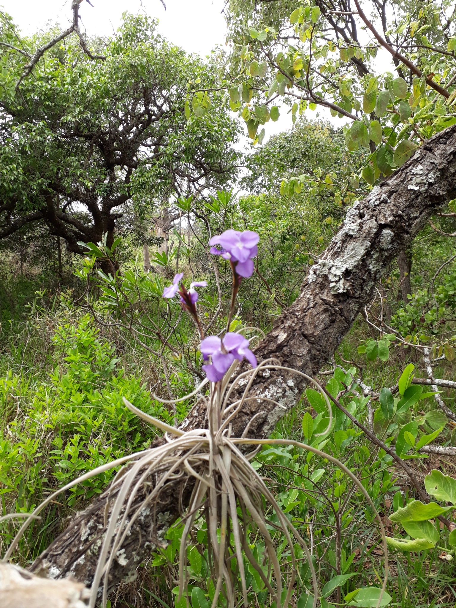 Subgenus Phytarrhiza · iNaturalist