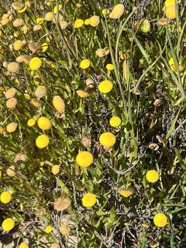iNaturalist observation photo of Brass Buttons