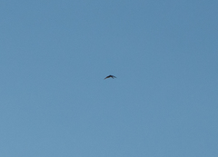 Falco sparverius