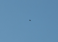 Falco sparverius
