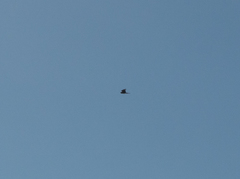 Falco sparverius